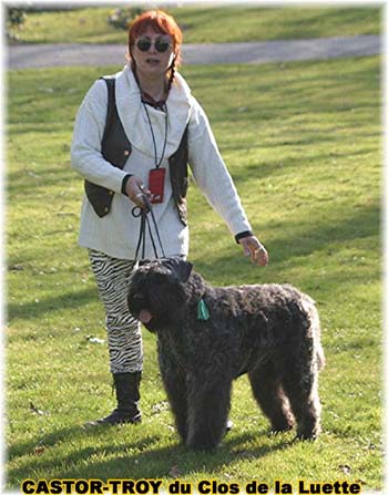 bouvier des flandres du clos de la luette - copyright déposé